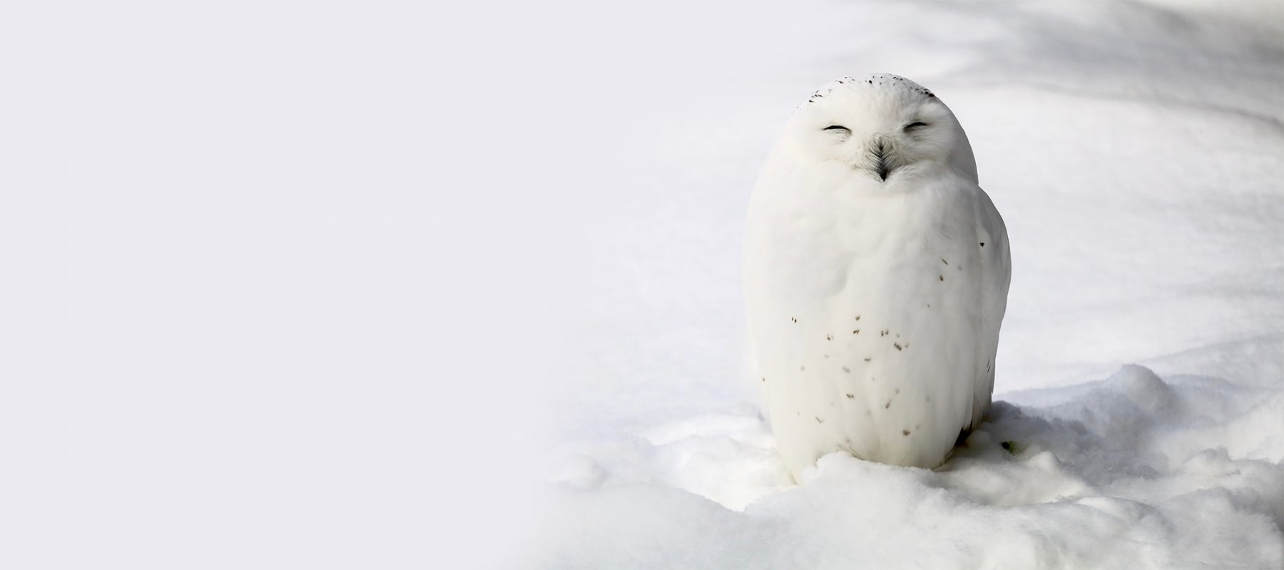harfang des neiges