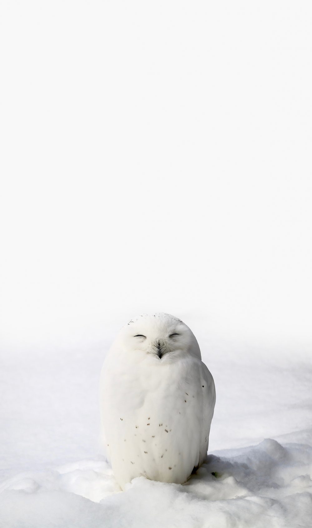 harfang des neiges