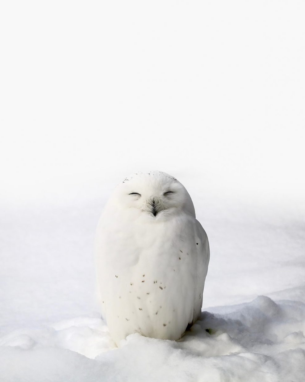 Harfand des neiges